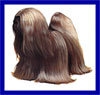 Click here for more detailed Lhasa Apso breed information and available puppies, studs dogs, clubs and forums
